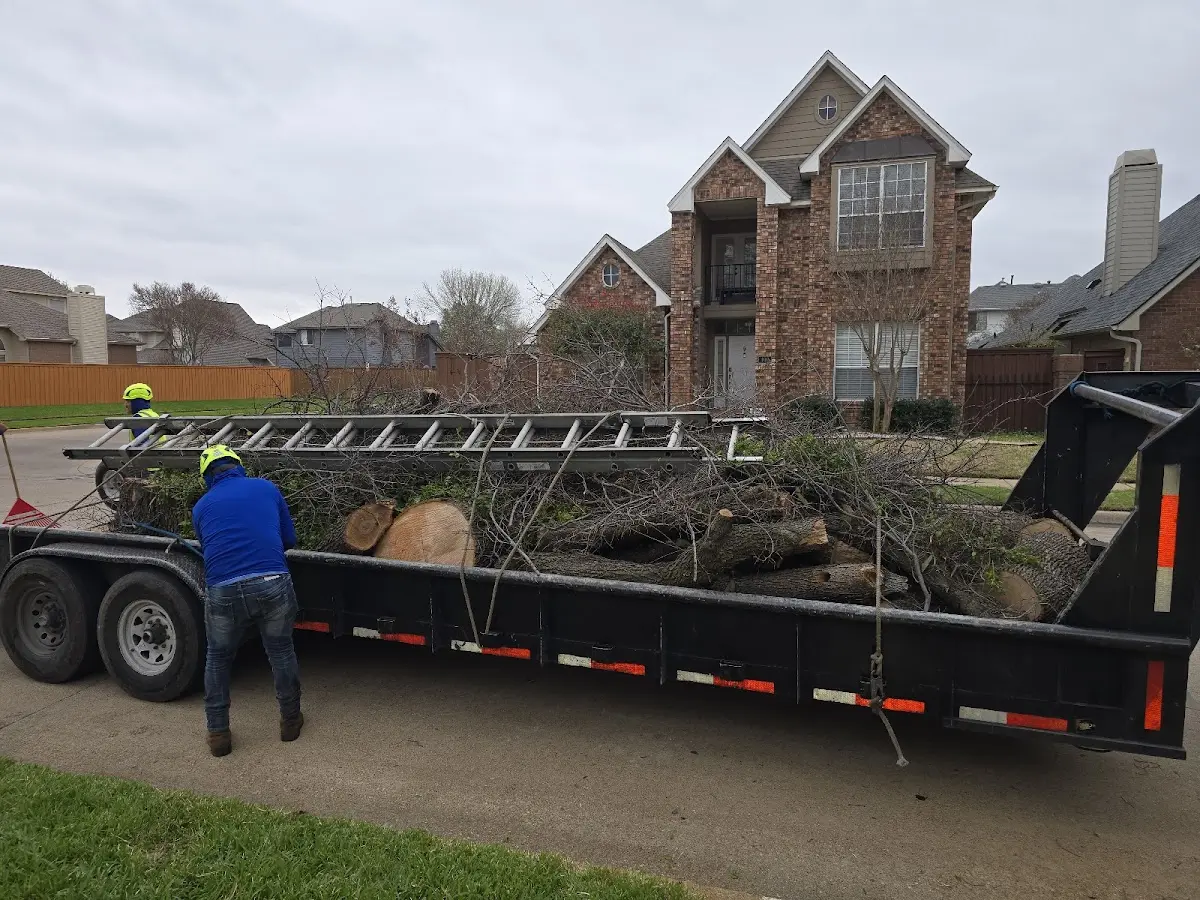 Expert Tree Removal with proper safety equipment in Pipestone